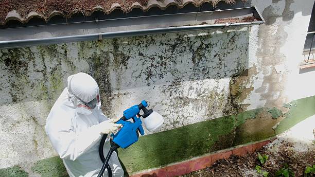 Top rated local Mold Remediation specialists in Carrolltown, PA